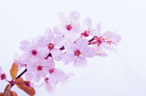 Blossoming Branches Of A Tree