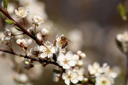 blossoming cherry  white flowers  branch