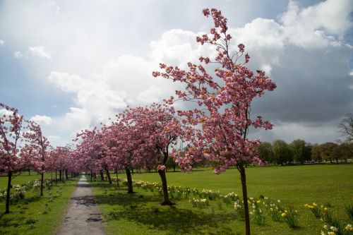 Blossoming Cherry Tree