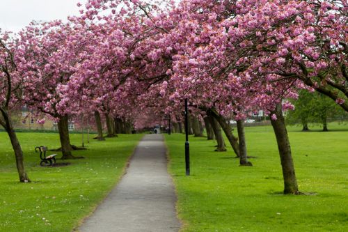 Blossoming Cherry Tree