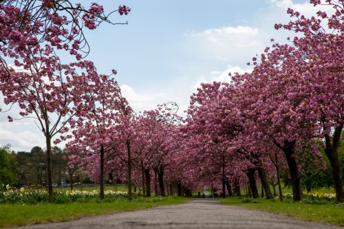 Blossoming Cherry Tree