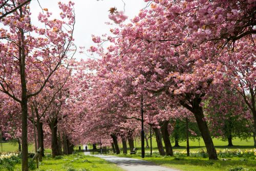 Blossoming Cherry Tree