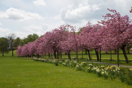 Blossoming Cherry Tree