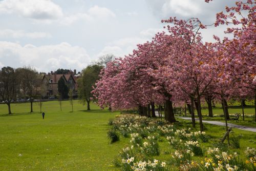 Blossoming Cherry Tree