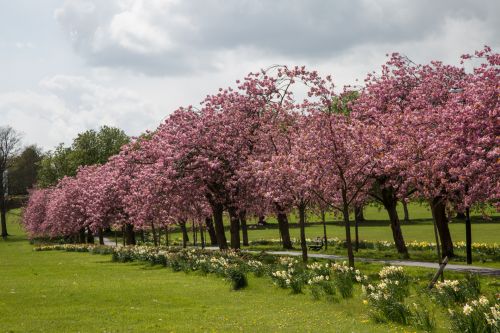 Blossoming Cherry Tree