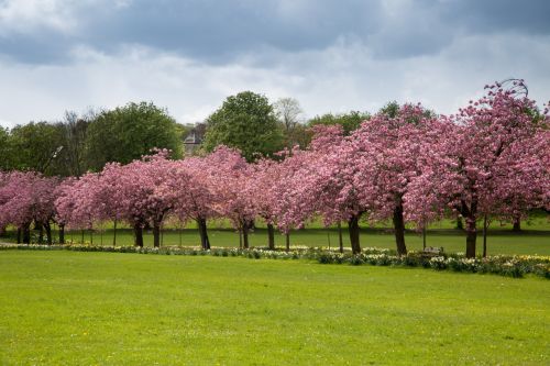 Blossoming Cherry Tree