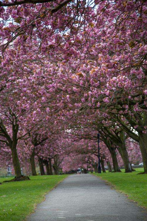 Blossoming Cherry Tree