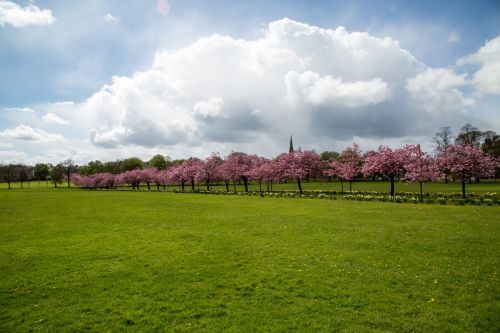 Blossoming Cherry Tree