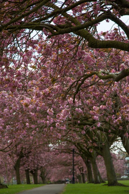 Blossoming Cherry Tree