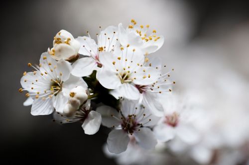 Blossoming Cherry Tree