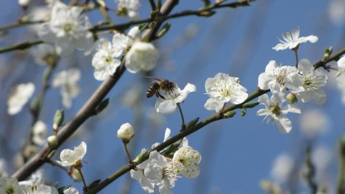 blossoming plum mirabelka bee