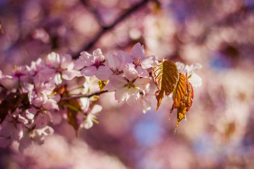 blossoms nature pink