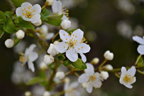 blossoms plum blossoms white blossoms