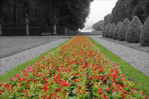 blossoms red flowers