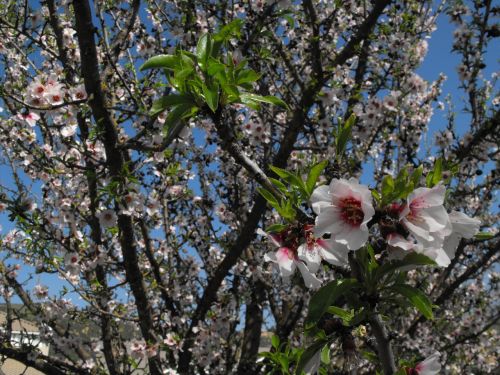 blossoms flowers tree