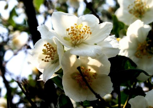 blossoms fruit white
