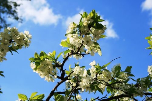 blossoms branch white