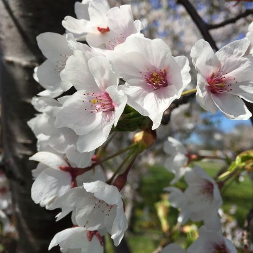 blossoms spring nature