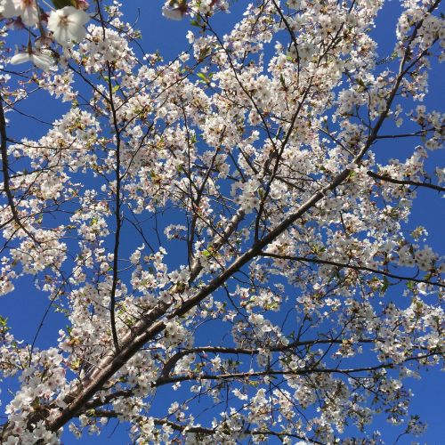 blossoms sky nature