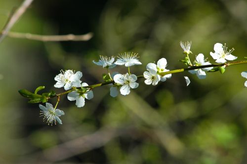 blossoms flowers forest