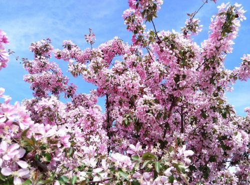 blossoms flowers spring