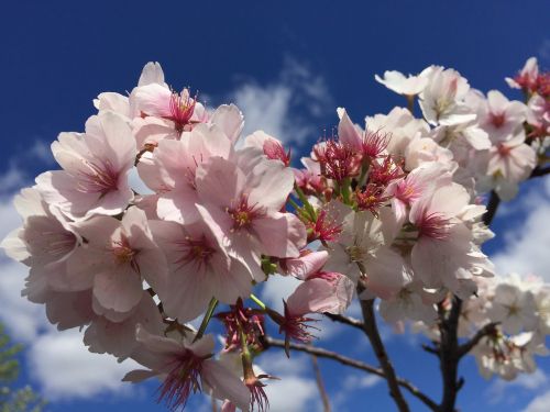 blossoms spring pink