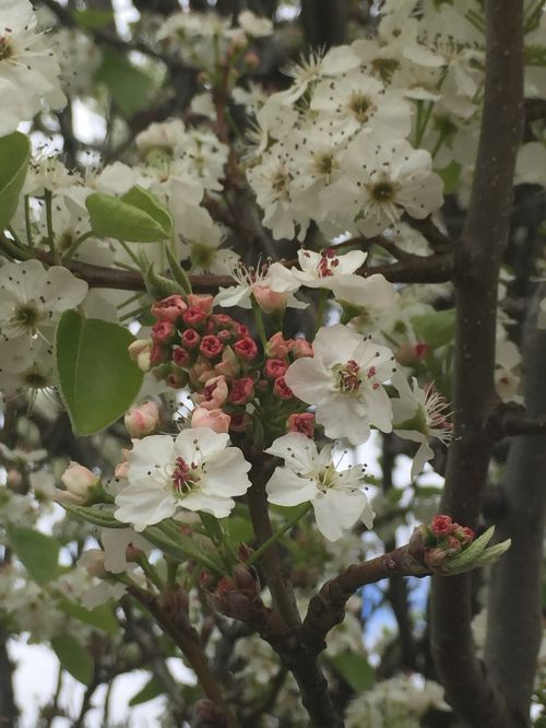 blossoms spring buds