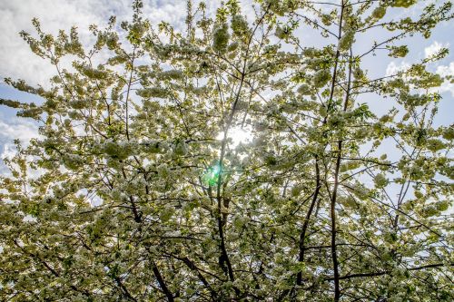 blossoms sun flowers