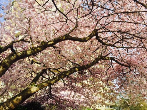 blossoms tree vancouver