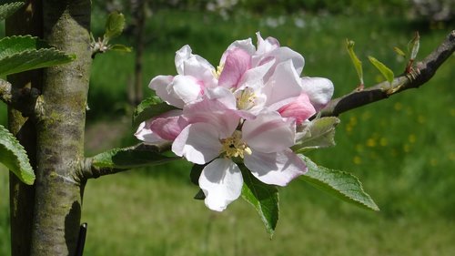 blossoms  apple  apple blossoms