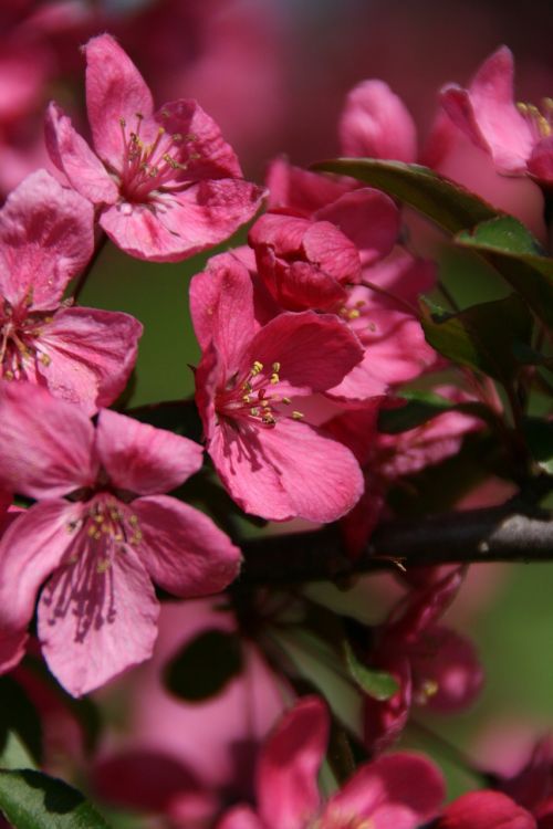 blossoms pink nature