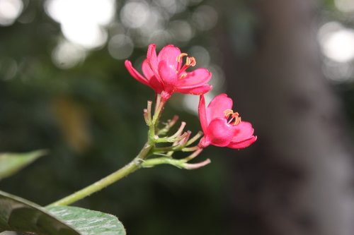 blossoms  flower  pink