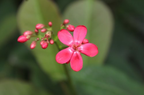 blossoms  flower  pink