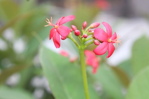 blossoms  flower  pink