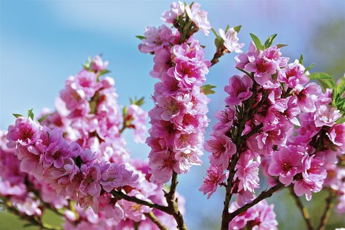 blossoms  flowers  pink