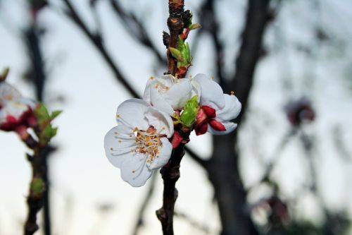 Blossoms On Fruit Tree