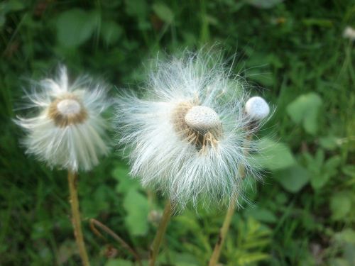 blowball flower dandelion