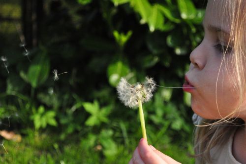 blowball dandelion girl