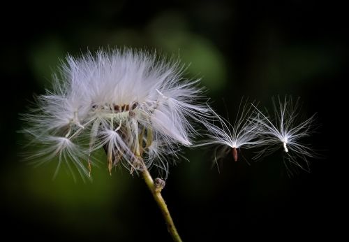 blowball dandelion wind