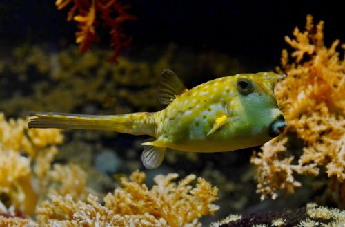 blowfish tank tropical
