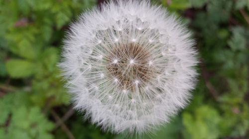 blowing dandelion wish