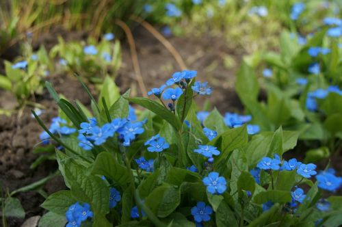 blue flowers