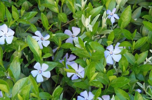 blue flower flora