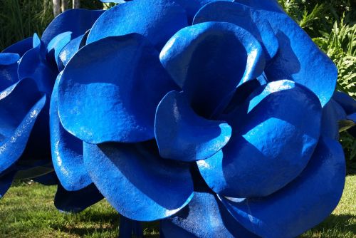 blue flower miami