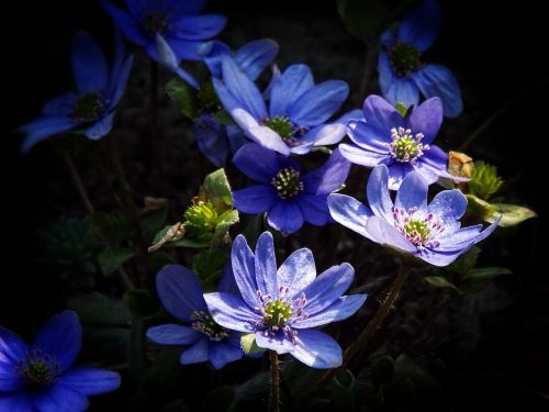 blue flower blue flower