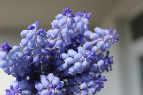 blue purple purple flowers