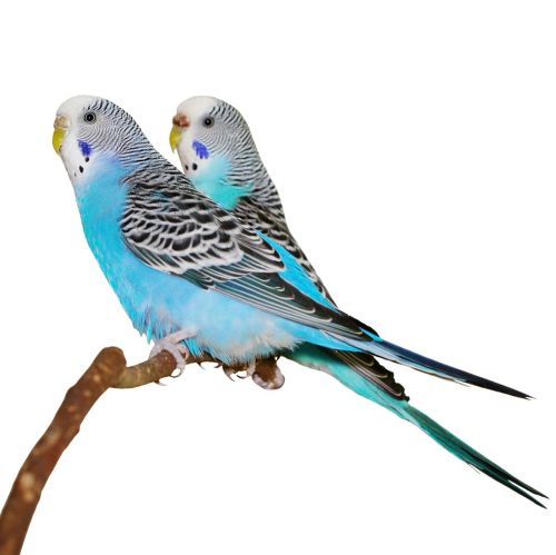 blue parakeets stick