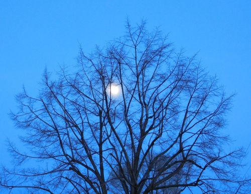 blue moon tree