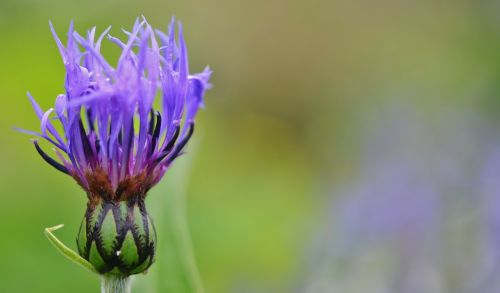 blue flower flowers