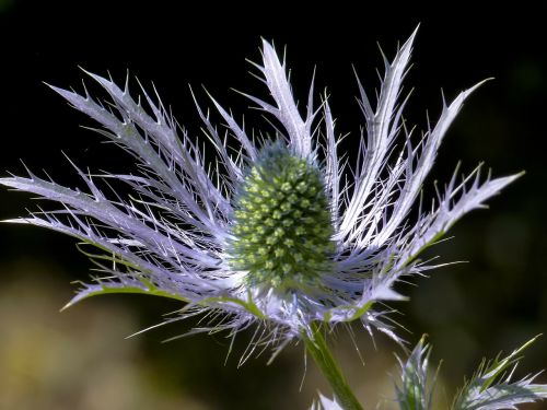 blue garden thistle